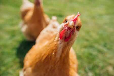 poules heureuses automne