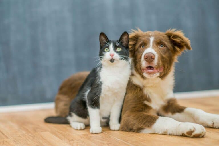 propriétaires chat généreux