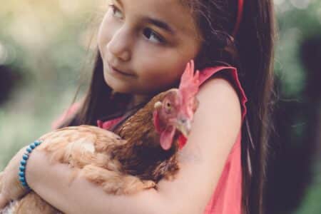 réussit vendre poules